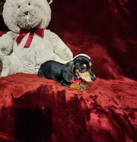 MONTANA, a female Miniature Dachshund for sale in Polk City, FL – 5 of 10