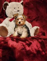 LOKI, a male Yorkshire Terrier for sale in Polk City, FL – 9 of 10