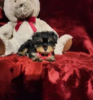 INDY, a female Yorkshire Terrier for sale in Polk City, FL – 2 of 10