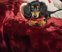 CINDER, a female Miniature Dachshund for sale in Polk City, FL – 8 of 10