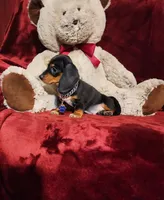 JASPER, a male Miniature Dachshund for sale in Polk City, FL – 9 of 10