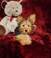 ZOE, a female Yorkshire Terrier for sale in Polk City, FL – 9 of 10