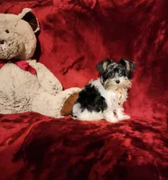 PIPPA , a female Yorkshire Terrier for sale in Polk City, FL – 8 of 10
