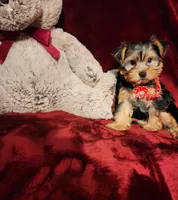 CHLOE, a female Yorkshire Terrier for sale in Polk City, FL – 8 of 10