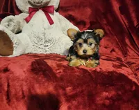 POPPY, a female Yorkshire Terrier for sale in Polk City, FL – 3 of 10