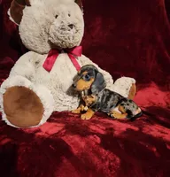 DOLLY, a female Miniature Dachshund for sale in Polk City, FL – 5 of 10