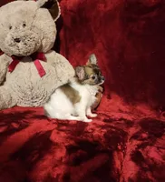 MACY, a female Chihuahua for sale in Polk City, FL – 7 of 10