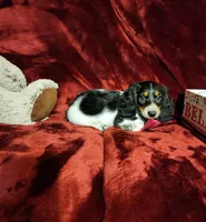 LAKOTA, a female Miniature Dachshund for sale in Polk City, FL – 6 of 10