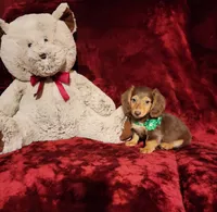 SNICKERS, a male Miniature Dachshund for sale in Polk City, FL – 10 of 10