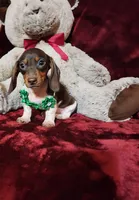SNICKERS, a male Miniature Dachshund for sale in Polk City, FL – Photo 3 of 10