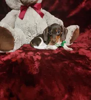 SNICKERS, a male Miniature Dachshund for sale in Polk City, FL – Photo 2 of 10