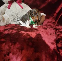 SNICKERS, a male Miniature Dachshund for sale in Polk City, FL – Photo 7 of 10