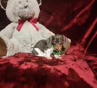 SNICKERS, a male Miniature Dachshund for sale in Polk City, FL – Photo 5 of 10