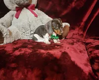 SNICKERS, a male Miniature Dachshund for sale in Polk City, FL – Photo 9 of 10