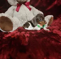 SNICKERS, a male Miniature Dachshund for sale in Polk City, FL – Photo 8 of 10