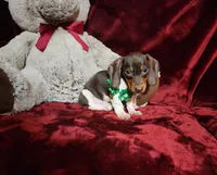 SNICKERS, a male Miniature Dachshund for sale in Polk City, FL – Photo 1 of 10