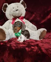 SNICKERS, a male Miniature Dachshund for sale in Polk City, FL – Photo 6 of 10