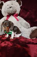 SNICKERS, a male Miniature Dachshund for sale in Polk City, FL – Photo 4 of 10