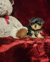 ONYX, a male Yorkshire Terrier for sale in Polk City, FL – 9 of 10