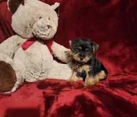 MUGSY, a male Yorkshire Terrier for sale in Polk City, FL – 6 of 10