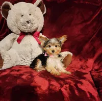 PIPPA, a female Yorkshire Terrier for sale in Polk City, FL – Photo 7 of 10