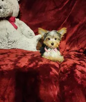 PIPPA, a female Yorkshire Terrier for sale in Polk City, FL – Photo 5 of 10