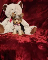 PIPPA, a female Yorkshire Terrier for sale in Polk City, FL – Photo 3 of 10