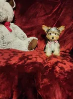PIPPA, a female Yorkshire Terrier for sale in Polk City, FL – Photo 8 of 10