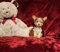 PIPPA, a female Yorkshire Terrier for sale in Polk City, FL – Photo 10 of 10