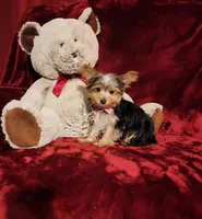 PIPPA, a female Yorkshire Terrier for sale in Polk City, FL – Photo 6 of 10