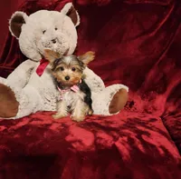 PIPPA, a female Yorkshire Terrier for sale in Polk City, FL – Photo 9 of 10