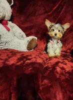 PIPPA, a female Yorkshire Terrier for sale in Polk City, FL – Photo 2 of 10