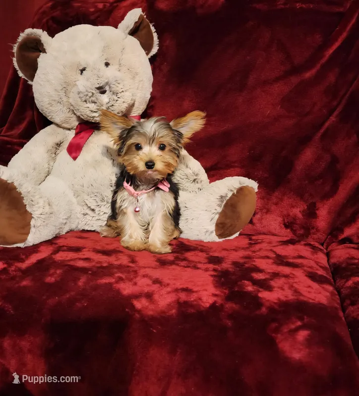 PIPPA – Yorkshire Terrier puppy for sale in Polk City, FL