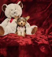 PIPPA, a female Yorkshire Terrier for sale in Polk City, FL – Photo 1 of 10