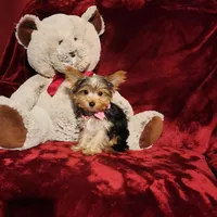 PIPPA, a female Yorkshire Terrier for sale in Polk City, FL – Photo 4 of 10