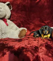 MISS MOLLY , a female Miniature Dachshund for sale in Polk City, FL – Photo 4 of 10