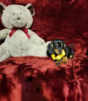 MISS MOLLY , a female Miniature Dachshund for sale in Polk City, FL – Photo 3 of 10