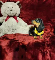 MISS MOLLY , a female Miniature Dachshund for sale in Polk City, FL – Photo 6 of 10