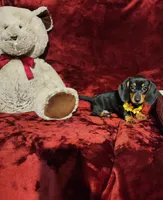 MISS MOLLY , a female Miniature Dachshund for sale in Polk City, FL – Photo 7 of 10