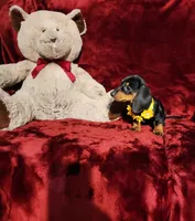 MISS MOLLY , a female Miniature Dachshund for sale in Polk City, FL – Photo 10 of 10