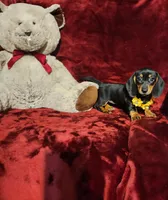 MISS MOLLY , a female Miniature Dachshund for sale in Polk City, FL – Photo 5 of 10
