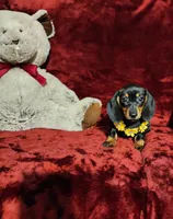 MISS MOLLY , a female Miniature Dachshund for sale in Polk City, FL – Photo 8 of 10