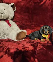 MISS MOLLY , a female Miniature Dachshund for sale in Polk City, FL – Photo 2 of 10