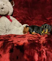 MISS MOLLY , a female Miniature Dachshund for sale in Polk City, FL – Photo 9 of 10