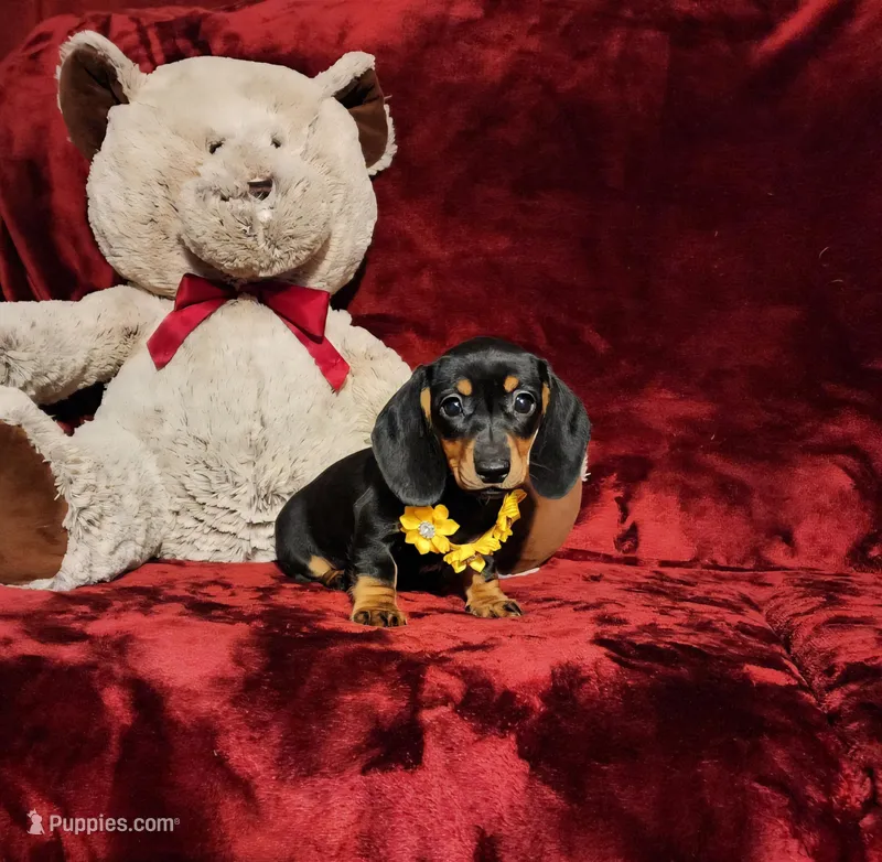 MISS MOLLY  – Miniature Dachshund puppy for sale in Polk City, FL