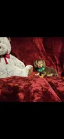 SNICKERS, a male Miniature Dachshund for sale in Polk City, FL – 4 of 10