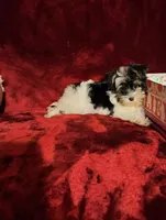 PIPPA, a female Yorkshire Terrier for sale in Polk City, FL – 5 of 10