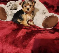 LUCA, a male Yorkshire Terrier for sale in Polk City, FL – 4 of 10