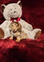 SMORES, a male Miniature Dachshund for sale in Polk City, FL – 10 of 10