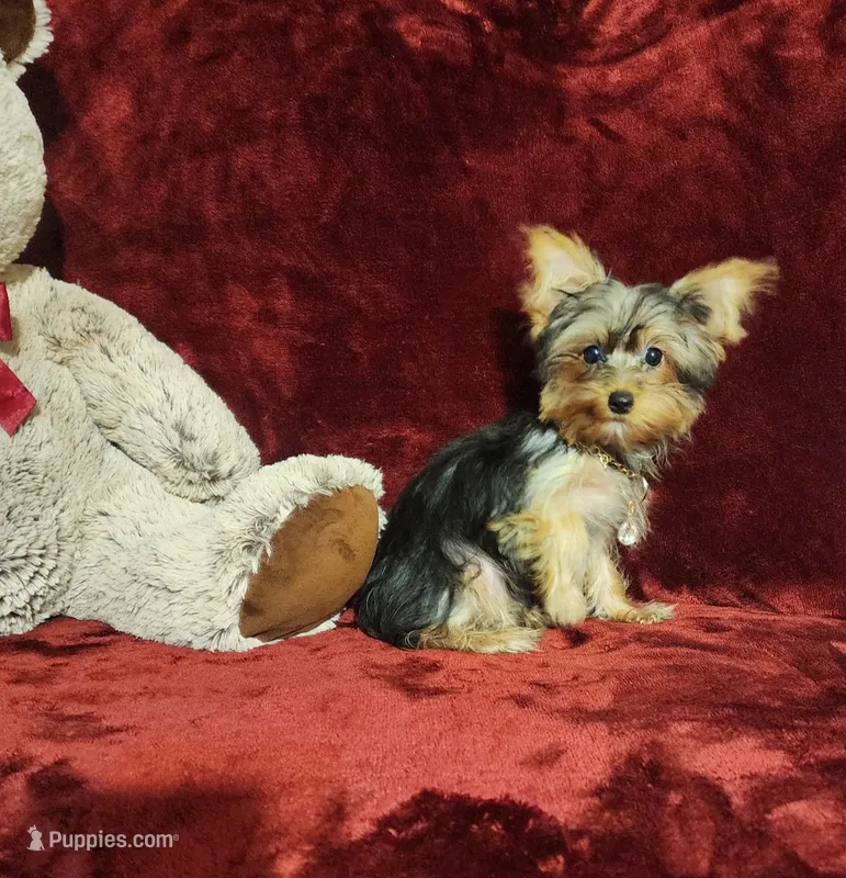 TILLY – Yorkshire Terrier puppy for sale in Polk City, FL